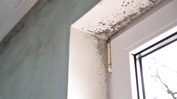 Reliable Haslett, MI Mold Inspection, Removal & Remediation Solutions